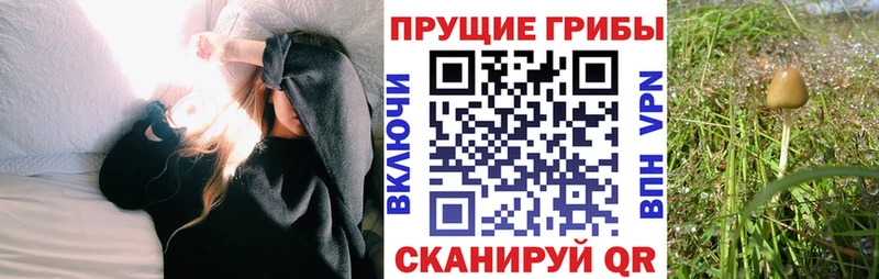 Псилоцибиновые грибы MAGIC MUSHROOMS  Купить закладки  Шали 